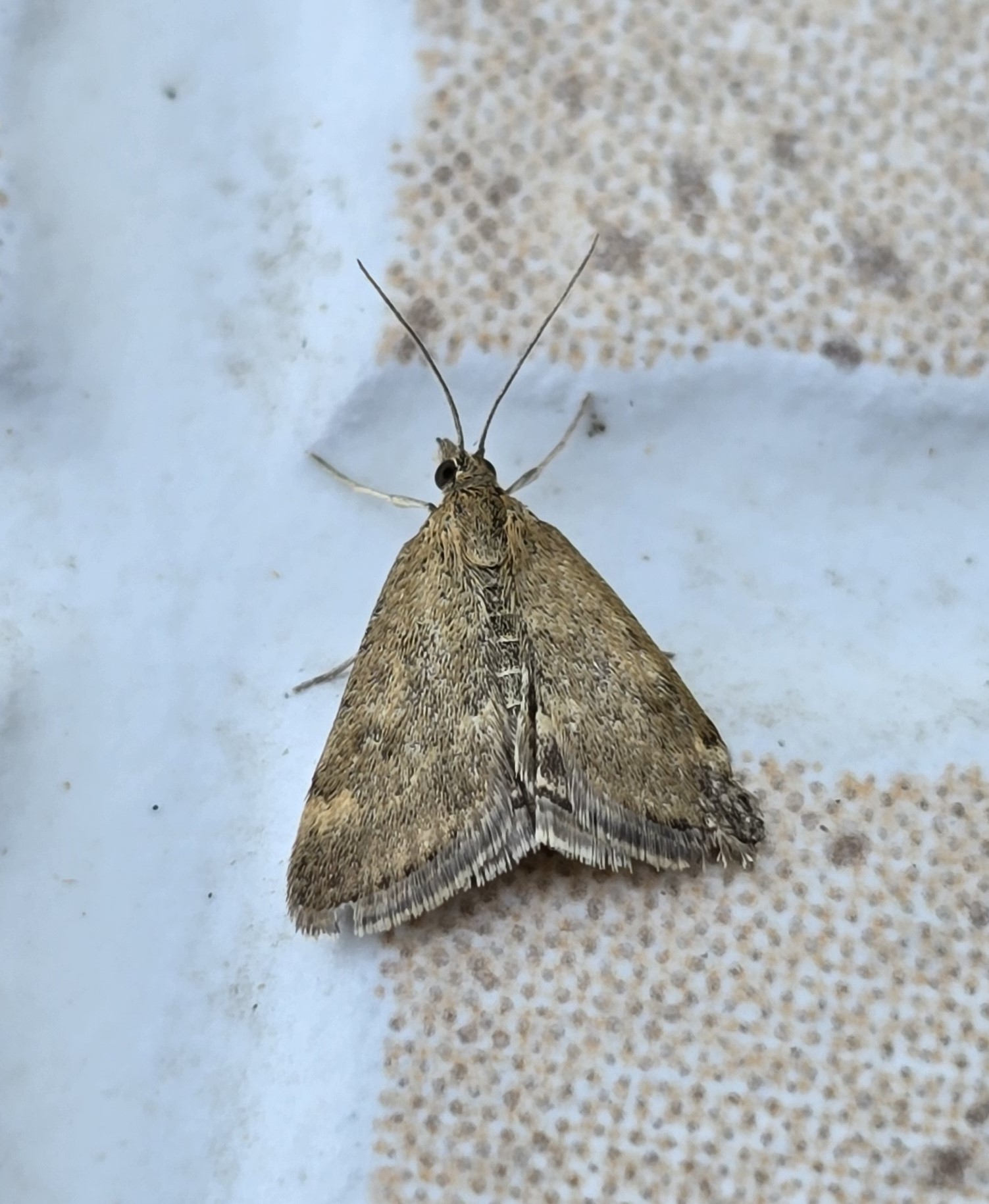 Photo of Straw-barred Pearl (Pyrausta despicata)